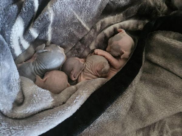 Image 4 of Sphynx kittens for sale