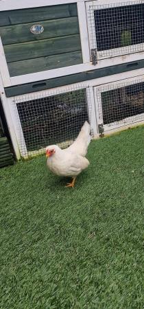 Image 4 of Serama chicken & Coop for sale