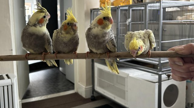 Image 15 of Hand reared cockatiels for sale, ready to leave soon