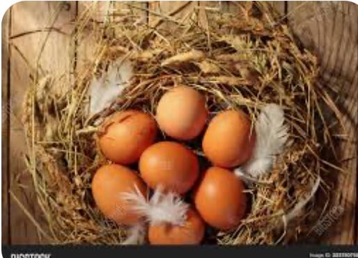 Image 2 of Pekin bantam hatching eggs