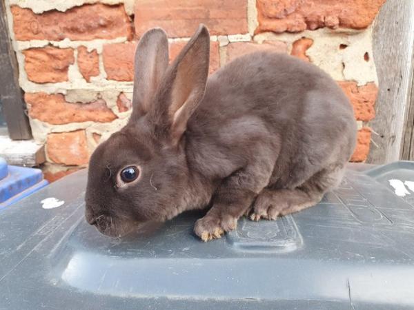 Image 12 of Mini rex rabbits available for loving homes