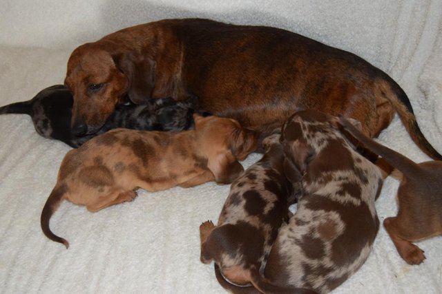 Image 2 of MINIATURE SMOOTH DACHSHUND PUPPIES