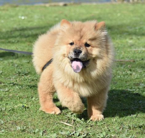 Image 1 of Chow chow Boy - RARE Red Merle