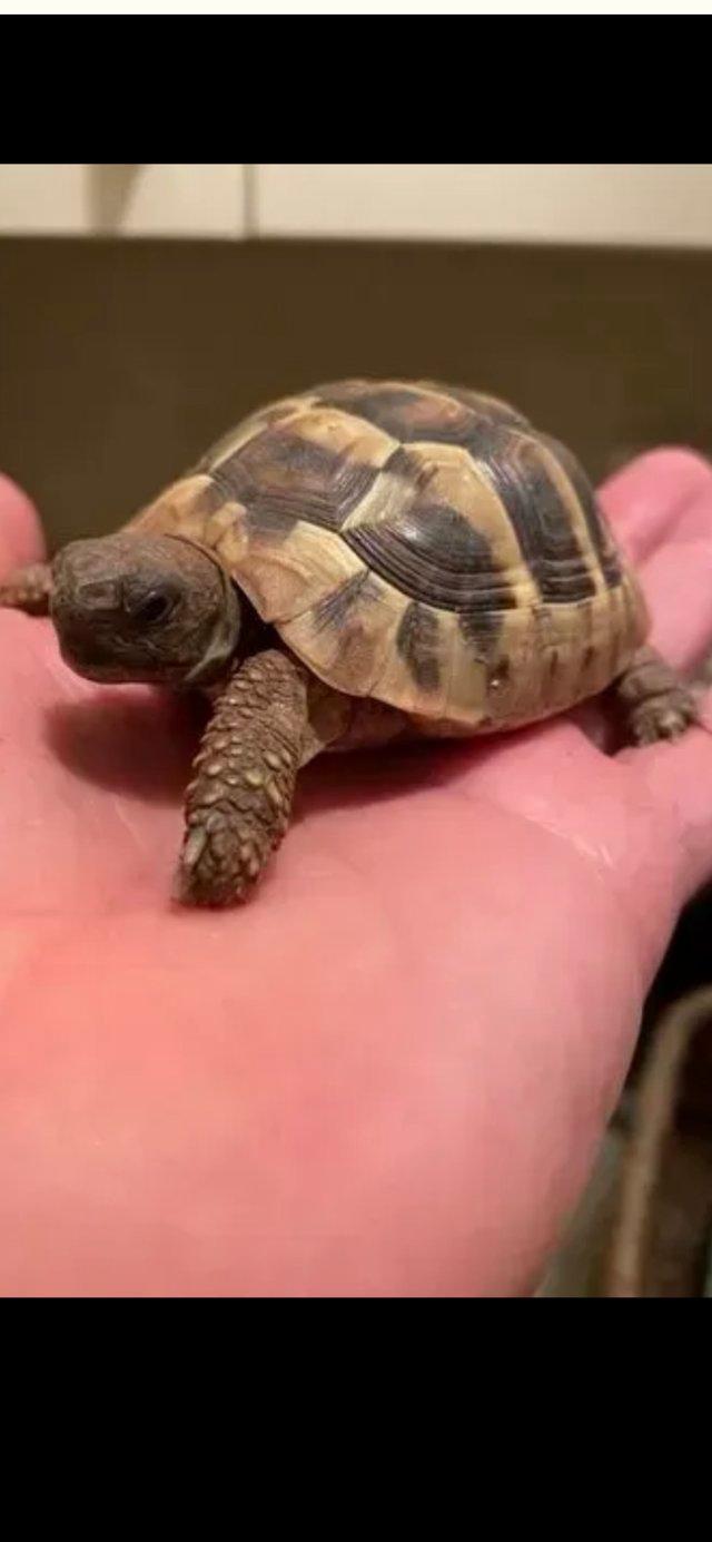 Preview of the first image of Hermann baby tortoise available.