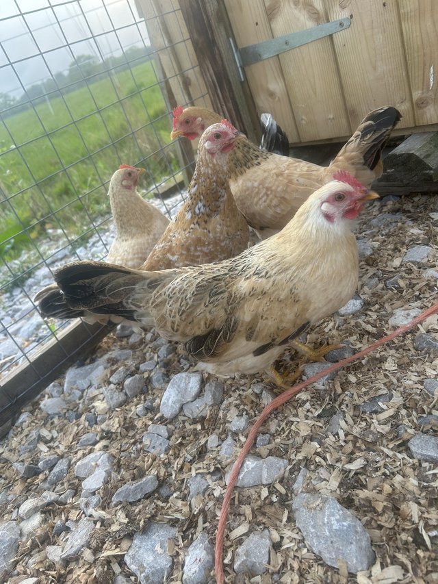 Preview of the first image of 5 x point of lay bantam x hens.