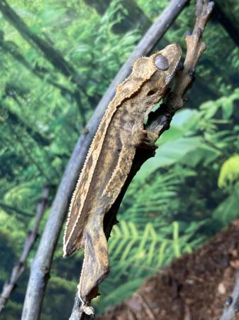 Image 2 of *ON HOLD*  Unsexed juvenile quad stripe crested gecko