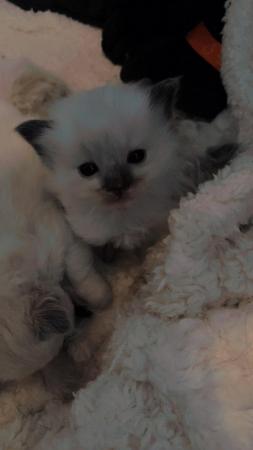 Image 5 of Beautiful ragdoll kittens for sale