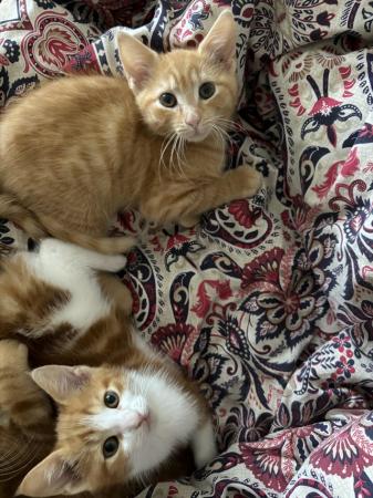 Image 1 of Adorable ginger and white kittens, very cuddly!