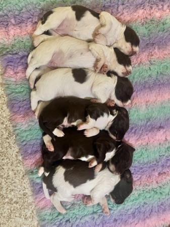 Image 2 of Springer Spaniel Puppies