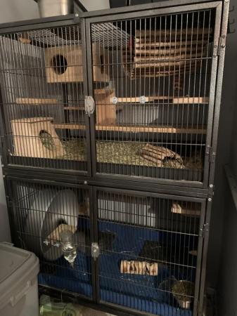 Image 6 of 2x chinchillas with large cage