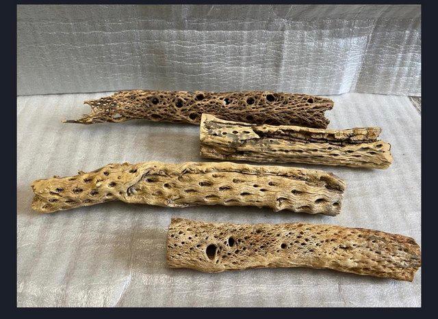 Preview of the first image of Cholla Wood, Great for Aquariums and birds/reptiles.