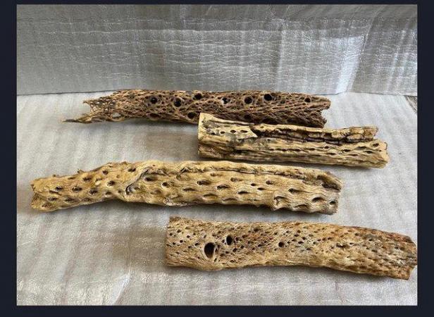 Image 1 of Cholla Wood, Great for Aquariums and birds/reptiles