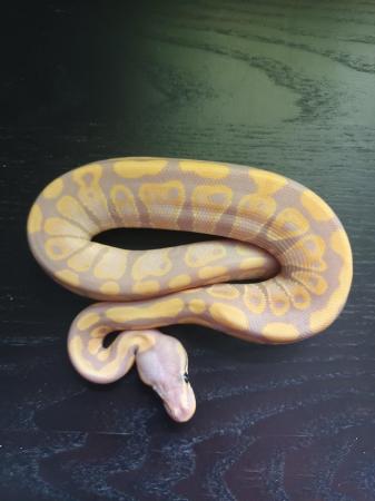 Image 3 of cinnamon banana het clown ball python hatchling