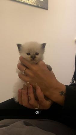 Image 8 of Beautiful ragdoll kittens for sale
