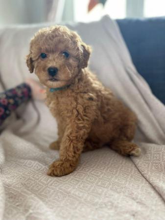 Image 18 of Stunning Red Maltipoo Puppies - ready today!