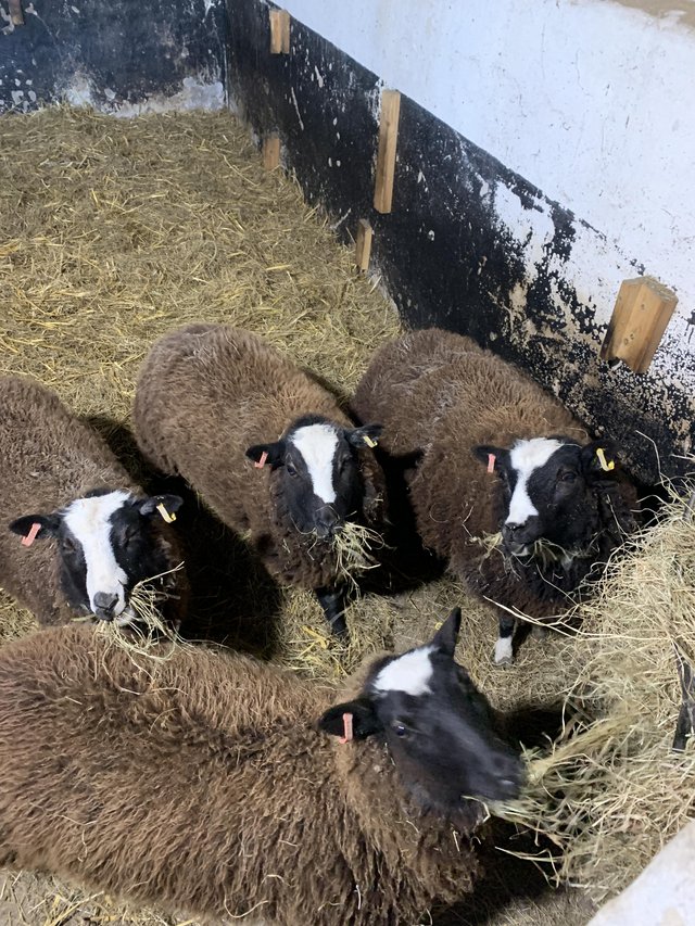Preview of the first image of UNREGISTERED BALWEN EWES FOR SALE.