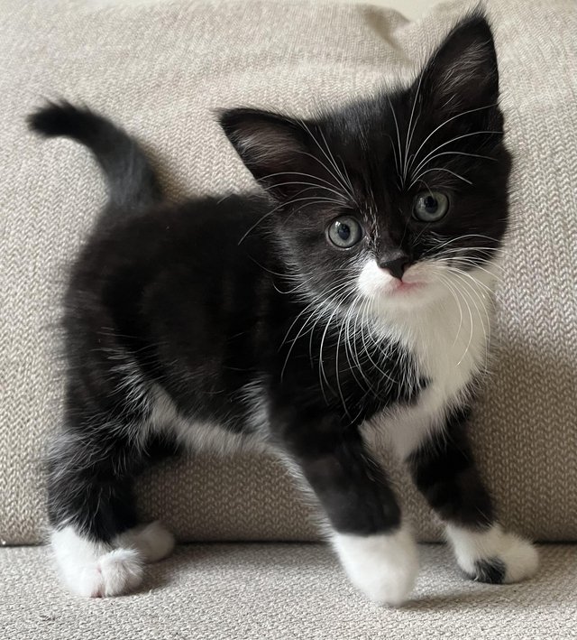 Preview of the first image of Gorgeous Black and white Kitten.