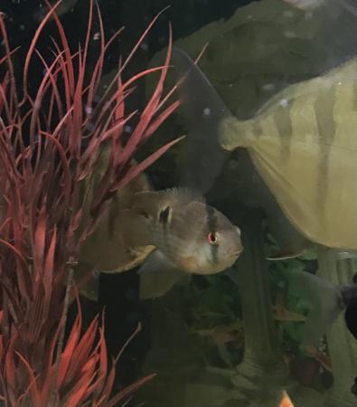 Image 6 of Juwel Trigon corner fishtank+ fish