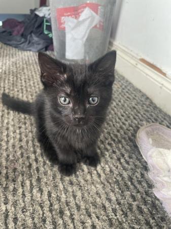 Image 7 of 11 week old black kittens. MUST take both.