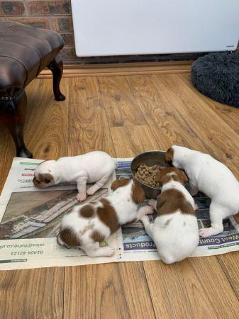 Image 6 of Traditional jack Russel terrier puppies