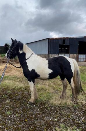 Image 4 of 13hh LightlyBacked Cob Mare Riding Pony/Ride & Drive Project