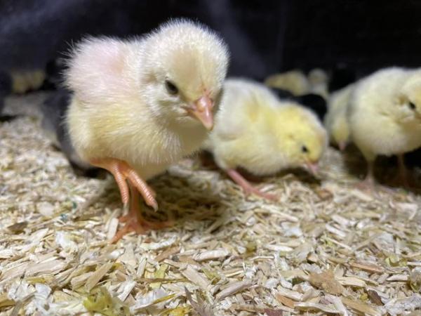 Image 1 of Day old chicks available