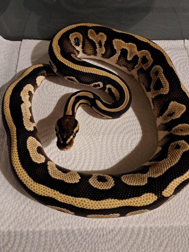 Preview of the first image of Leopard mojave yearling Royal python.