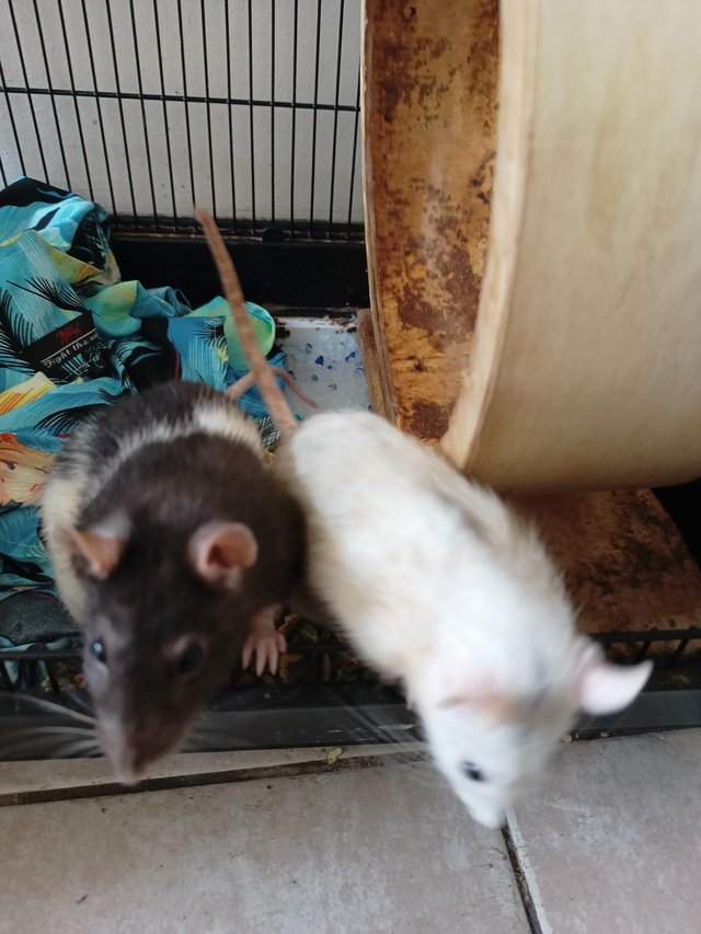 Preview of the first image of 3 beautiful hand reared friendly girl rats.
