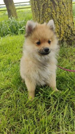 Image 2 of Beautiful Pomeranian puppy