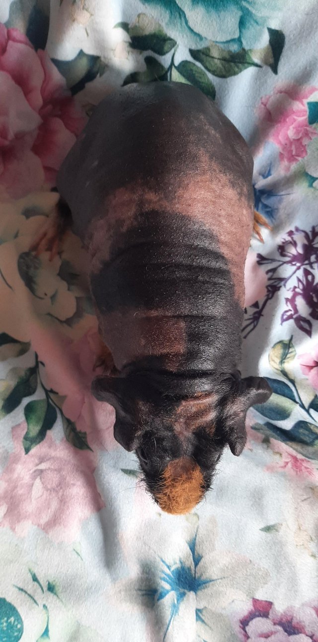 Preview of the first image of Stunning pedigree skinny pig girl.
