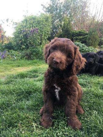 Image 6 of Adorable Double Doodle Puppies for sale