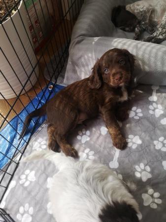 Image 20 of 6 beautiful cockapoo Puppies for sale