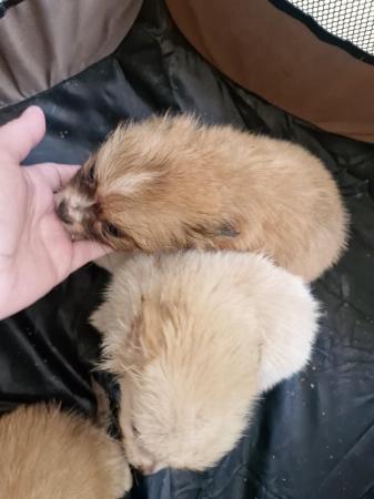 Image 4 of 3x Male Pomchi Puppies for Sale!