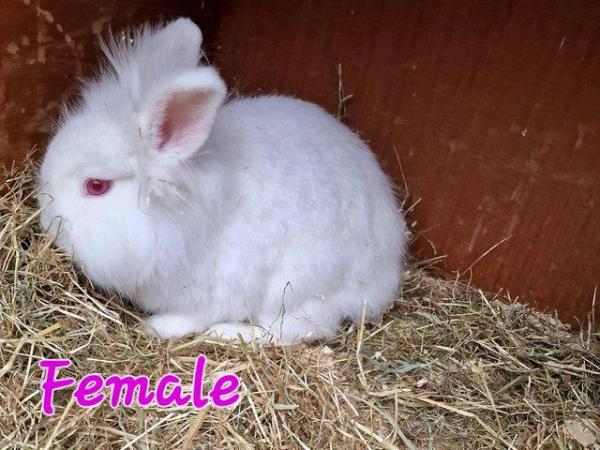 Image 18 of 1 Albino Lion-Lop Bunny For Sale