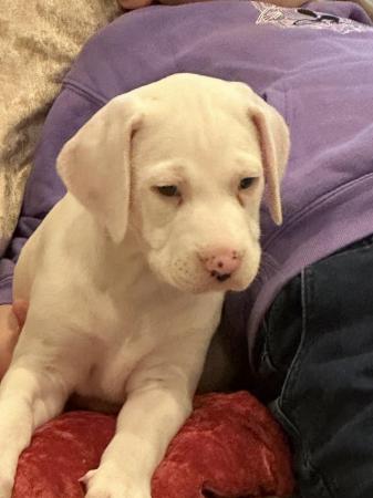 Image 12 of LEMON SPOTTED DALMATIAN BOY PUPS! READY NOW !