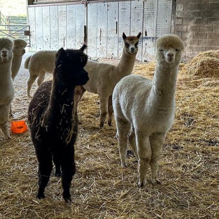 Image 3 of Black castrated halter trained male alpaca