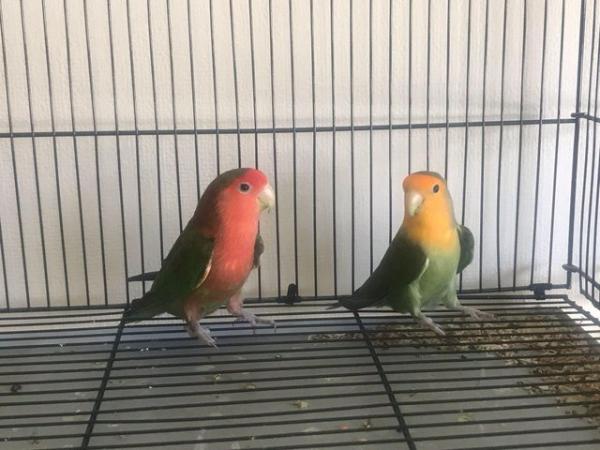 Image 8 of 3 young peach face green and red colour love birds