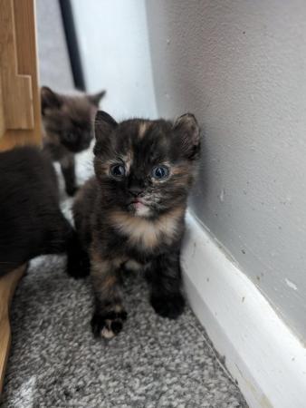 Image 7 of Gorgeous kittens ready to leave now