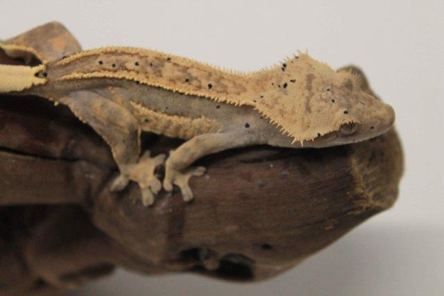 Image 9 of Crested geckos males and females