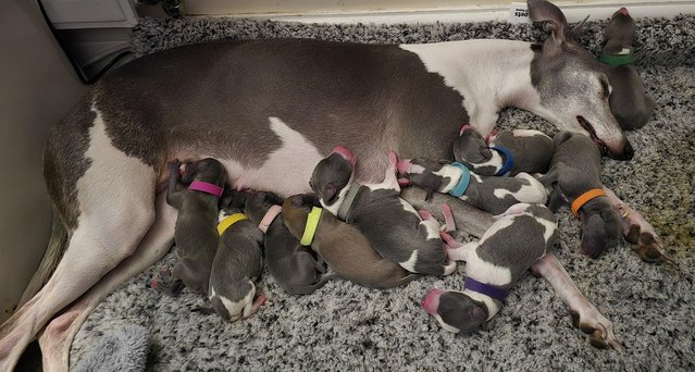 Image 13 of Beautiful whippet puppies ready to for they're new homes