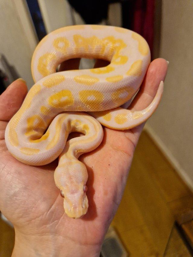 Preview of the first image of Royal Pythons ( Male proven breeder & cinny candino F 2023).