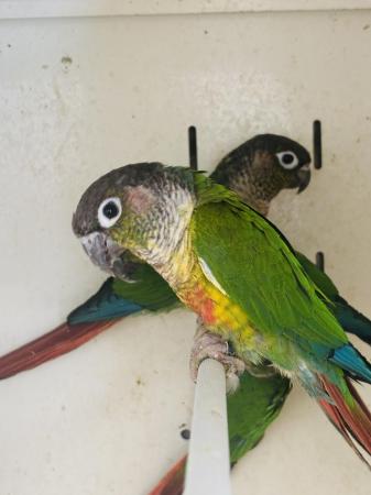 Image 5 of Yellow sided Conures’s available