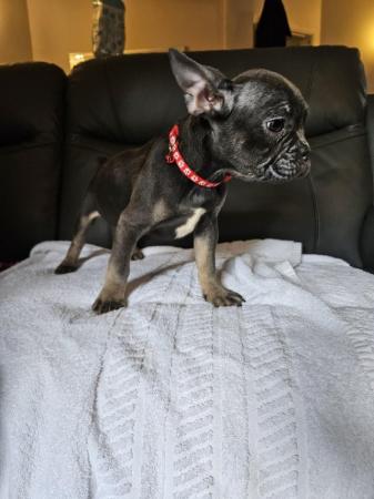 Image 4 of Kc registered French bulldog puppies