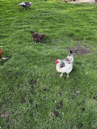 Image 2 of In lay hens for sale mixed variety