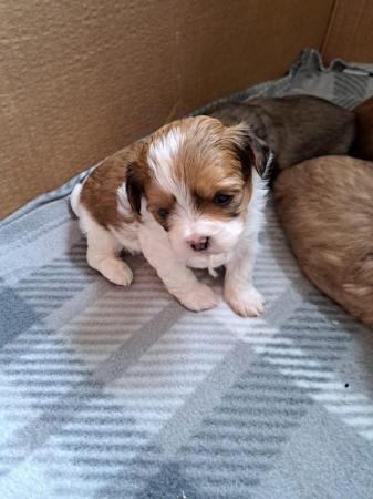 Image 10 of Beautiful Teddy Bear puppies only 2 Boys available