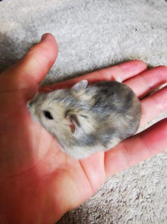 Image 3 of Baby Russian Dwarf Hamsters For Sale