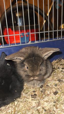 Image 5 of 2 bunnies looking for loving homes