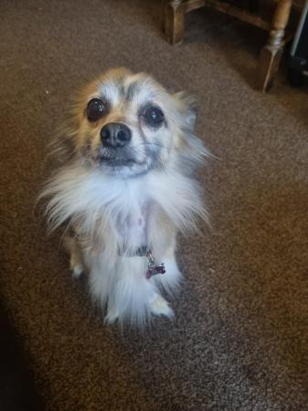 Image 3 of 10yr old chihuahua needs special home