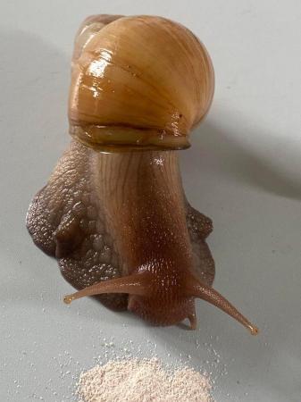 Image 4 of Giant African land snails for sale