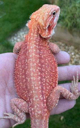 Image 7 of Licensed Breeder Top Bearded Dragon Morphs in Castle Cary